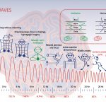 Brain Frequency Waves In Meditation